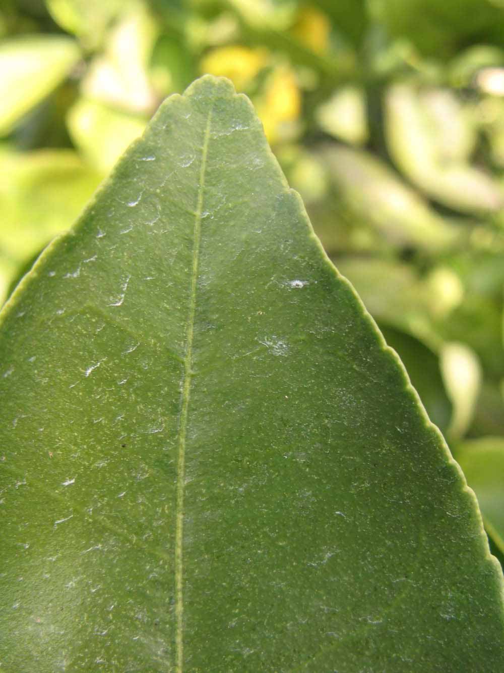              Margin (Winter Haven, FL)       